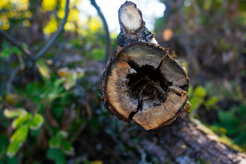 Obraz premium Hollow in sawed tree