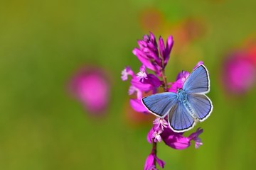 Plebejus zephyrinus  492