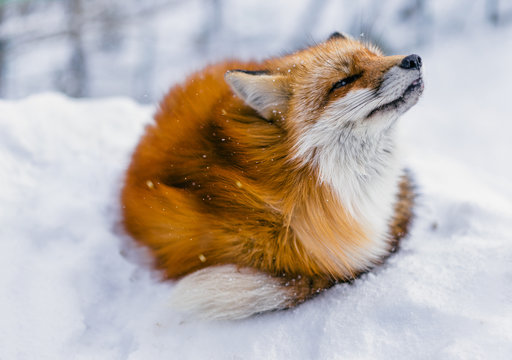 Red fox enjoying mild snowfall