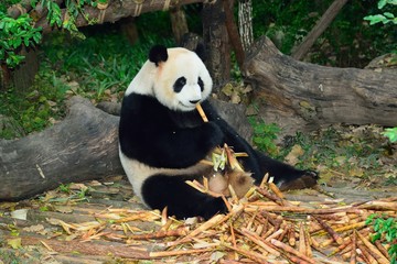 Panda bear