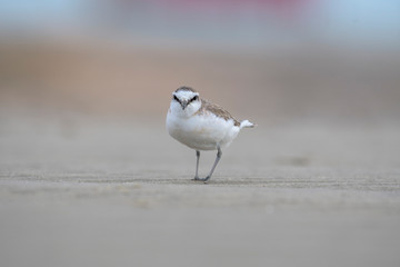 Lesser Sand Plover