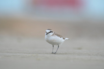 Lesser Sand Plover