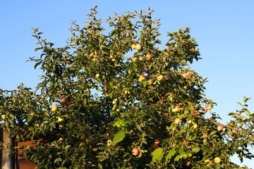 Fototapeta na wymiar Apples grow on a tree