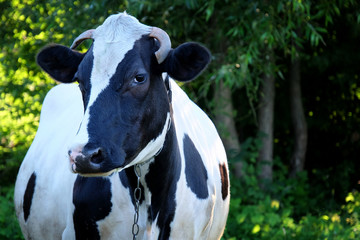 Obraz na płótnie Canvas portrait of a beautiful cow