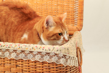 バスケットに入る猫