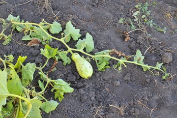 Fototapeta premium Pumpkin in the garden