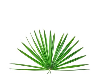 Fototapeta premium Close up of green slender lady palm leaves are glowing on isolated white background,ornamental plant in home decor concept