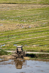 Fototapeta na wymiar Rice fields with adapted tractor covered with mud