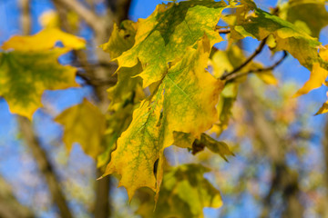Yellow maple leaves against the blue sky on autumn