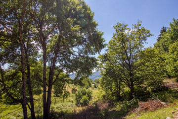 Obraz premium Landscape in Rhodopes