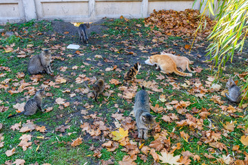Different homeless cats in a city park on autumn