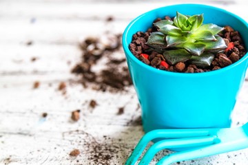 Succulents or cactus succulents in pot on the white background