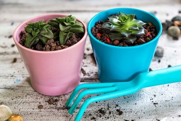 Succulents or cactus succulents in pot on the white background