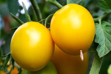 yellow tomatoes on a branch among green foliage.