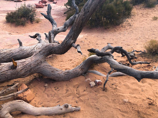 tree in desert