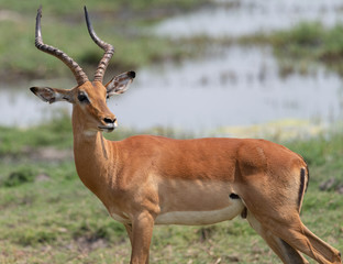 Impala, männlich, Portrait am Chobe River, Botswana