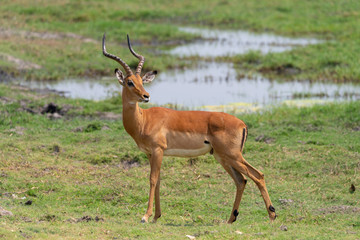 Naklejka na ściany i meble Impala, männlich, steht am Chobe River, Botswana