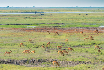 Blick auf die Landschaft, Artenreichtum am Chobe River, Botswana Impalas, Elefanten