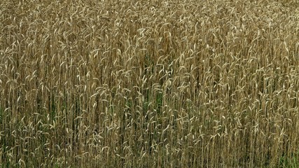 Wheat field creates a natural texture