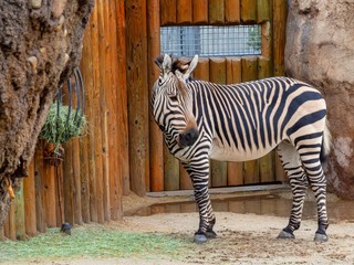 Zebra in the Zoo