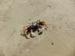 Small crab on the sand in a natural environment