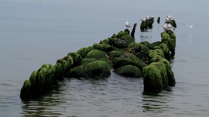Seagulls sit on the breakwater in the Baltic Sea