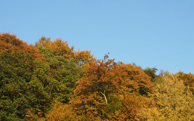woodland tree tops in bright autumn utumn colors against a clear blue sky