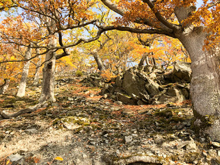 Wandern auf dem Urwaldstieg im Nationalpark Kellerwald bei Waldeck
