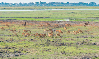 Fototapeta na wymiar Blick auf die Landschaft, Artenreichtum am Chobe River, Botswana, Impalas Ellipsen-Wasserböcke