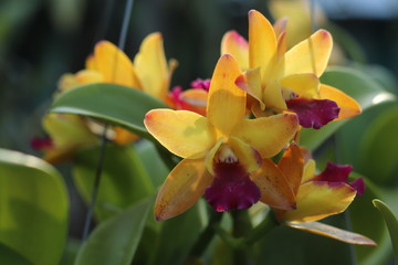 Dendrobium yellowish-purple flowers