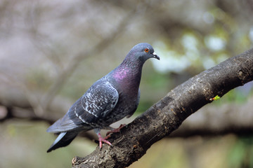 Profile of Dove - 鳩の横顔