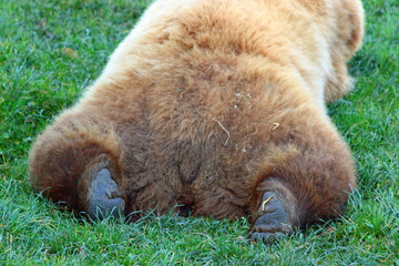 Braunbär (Ursus arctos)