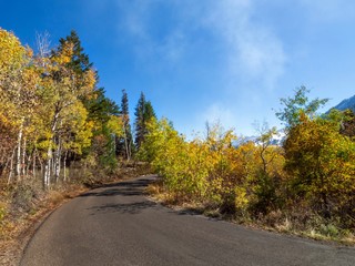 Tree Lined Road