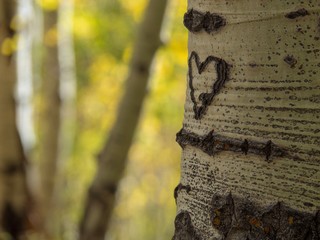 Heart Carved in an Aspen Tree