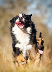 Bernese Mountain dog outdoors