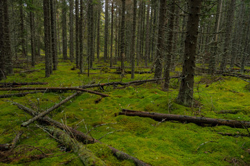 Green moss and trees in the old forest