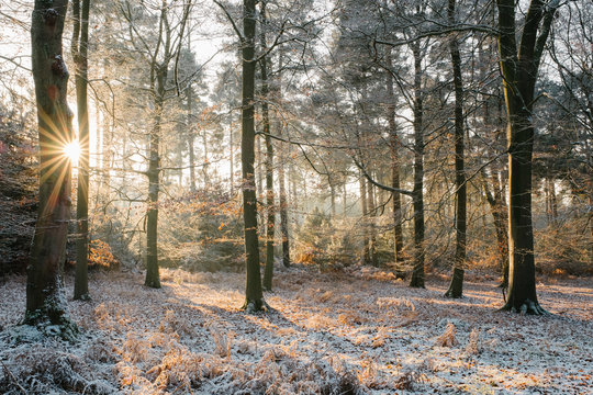 Sunrise in a winter woodland. Norfolk, UK.