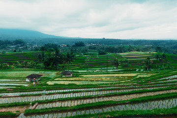 Fototapeta na wymiar Bali landscape