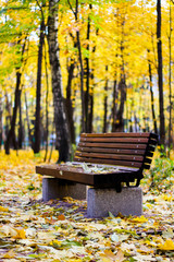leaves on wooden bench
