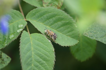 naturaleza