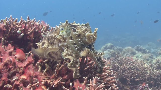 Camouflaged Cuttlefish
