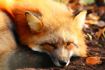 Fototapeta premium Rotfuchs (Vulpes vulpes)