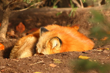 Rotfuchs (Vulpes vulpes)