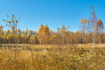 beautiful view to edge of young autumn birch tree forest and clear blue sky above