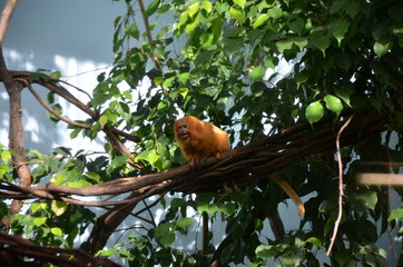 Golden lion tamarin
