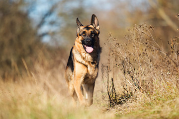 german shepherd dog outdoor
