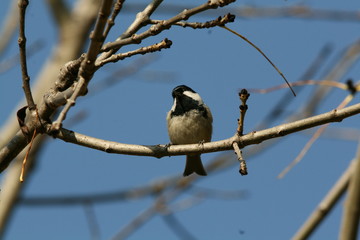 Good morning I'm a black tit