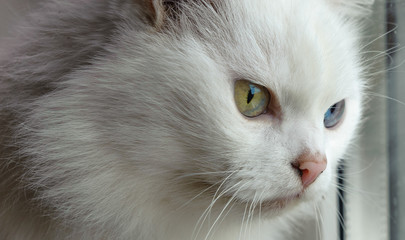 Old white cat with eyes of different colors looks out the window,  portrait, close-up