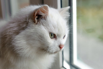 Old white cat  looks out the window, autumn, day, portrait, close-up