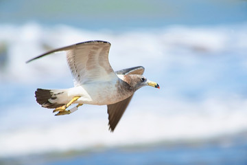 Seagull flying on the waves , on the cost 